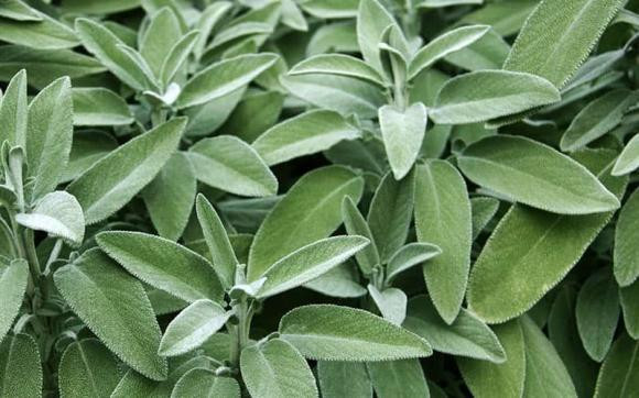 3 loai la cang dung co the cang thom-Hinh-3