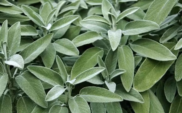 3 loai la cang dung co the cang thom-Hinh-3