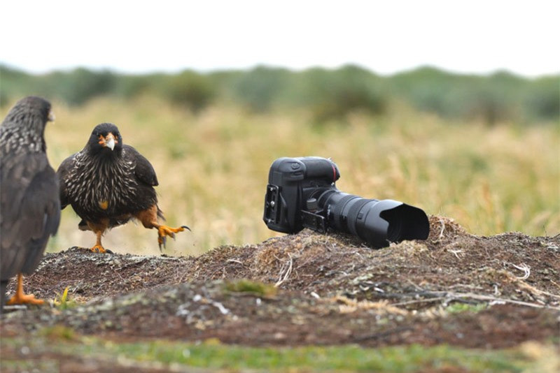 Tuy khá tiếc khi không mang được “vật thể lạ” về tổ, nhưng chúng đành từ bỏ. 