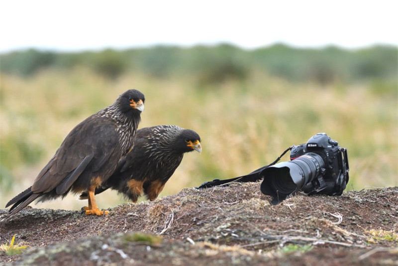 Lại thêm 1 lần “đánh cắp” thất bại.