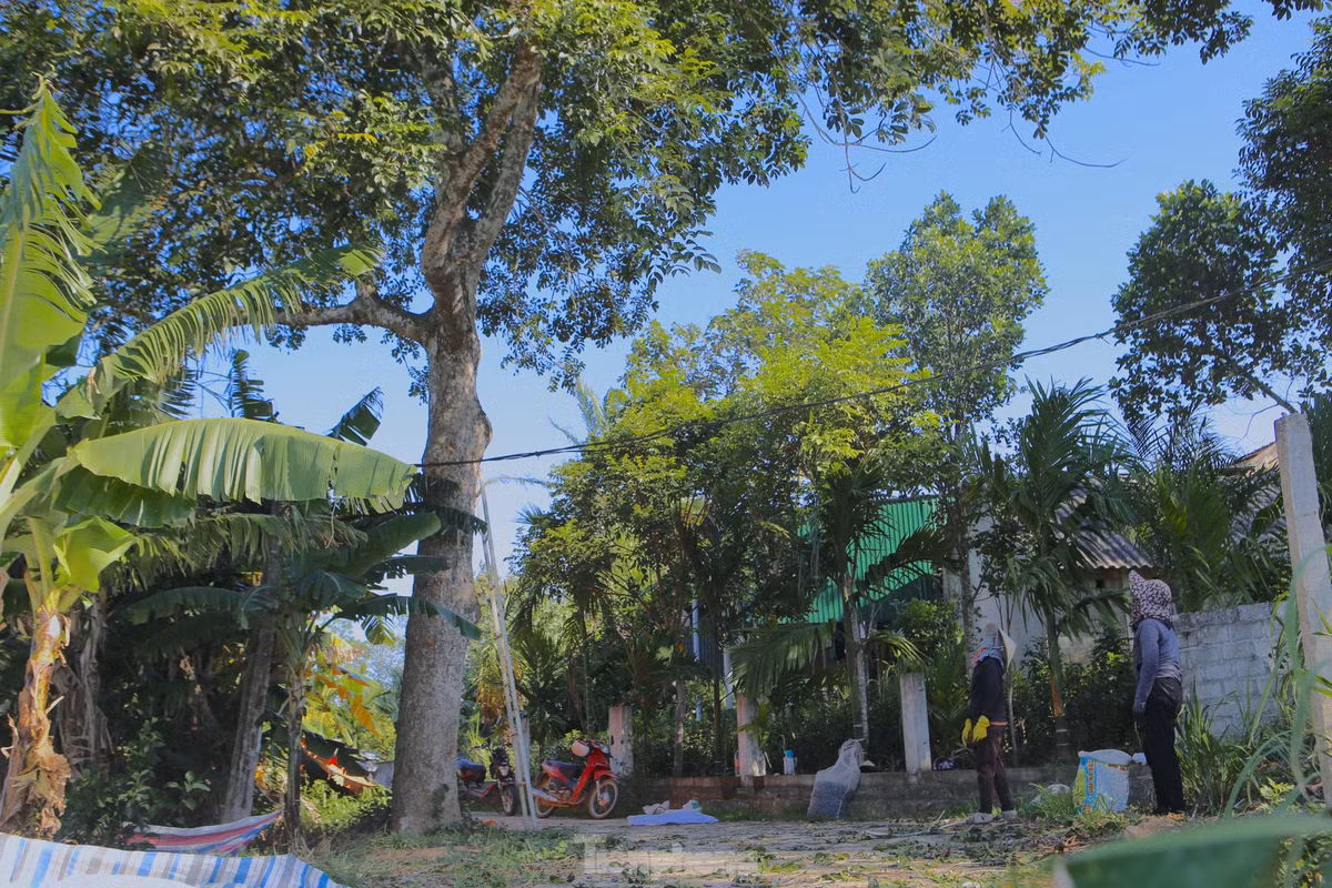 Gia đình ông Hạnh (xã Sơn Giang) có hai gốc trám tuổi đời hàng chục năm. Hai gốc này đã được thương lái mua với giá 14 triệu đồng. Trong ảnh, người mua đến tại gốc cây để thu hái.