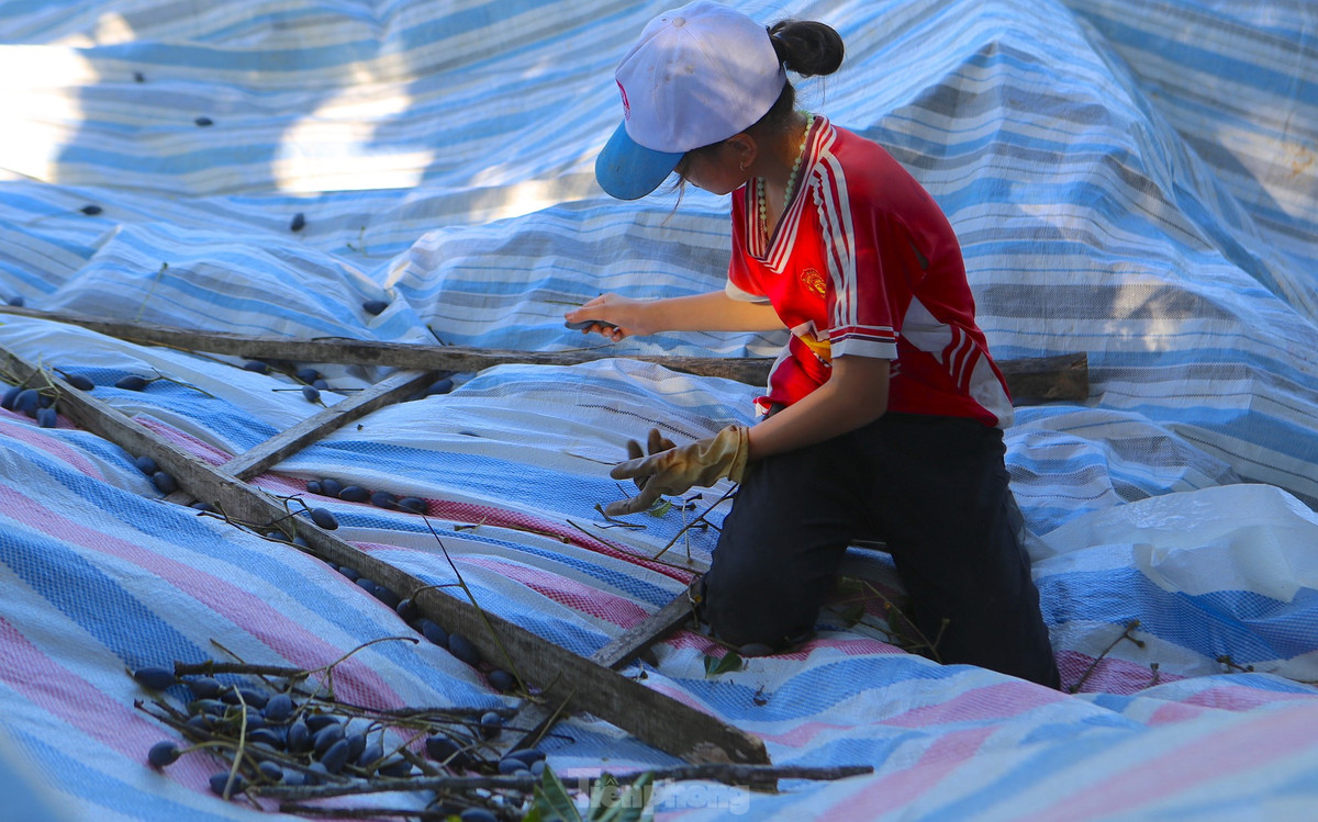 Mùa thu hoạch trám bắt đầu từ tháng 7 âm lịch, kéo dài đến khoảng tháng 9 âm lịch.