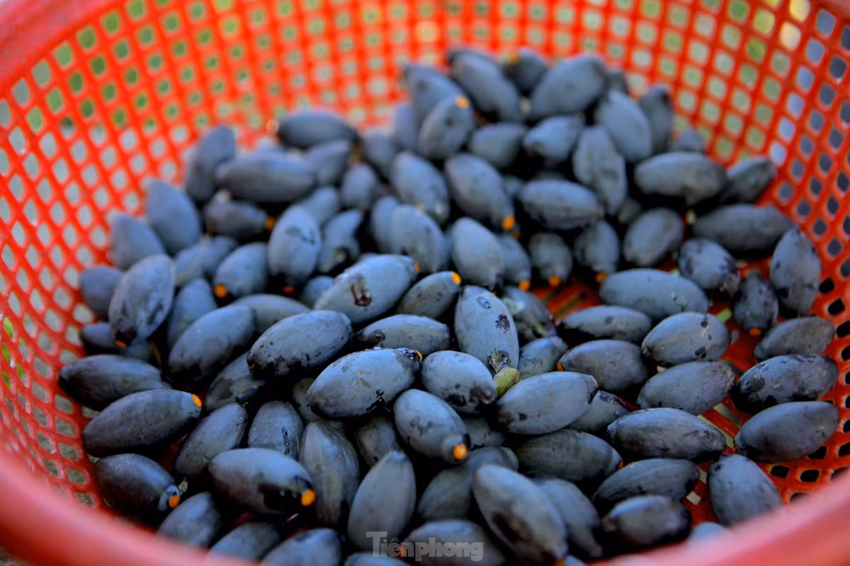 Quả trám hình thoi, khi chín có màu tím thẫm, cùi màu vàng, hạt nhọn hai đầu, nhân hạt trắng ngần. Giá trám hiện tại dao động từ 90-120 ngàn đồng/kg.