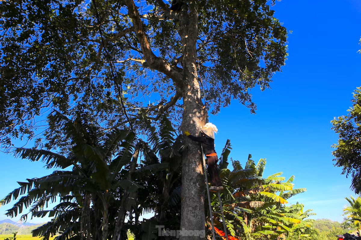 Những gốc trám có tuổi đời hàng chục năm cho thu hơn 3 tạ quả, có những gốc ít năm tuổi hơn thì 1,5 -2 tạ quả. Theo tiểu thương mua trám, có những gốc họ mua hàng chục triệu đồng vì quả nhiều.