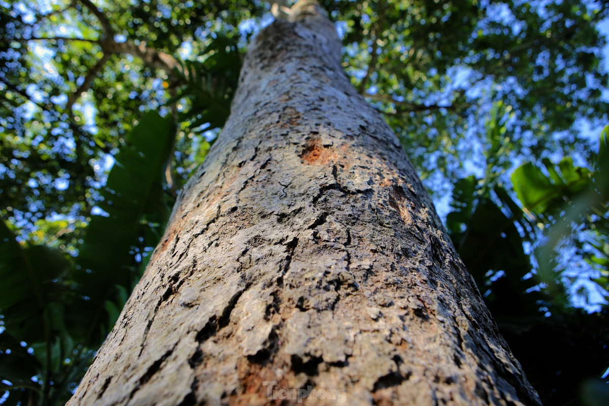 Trám được trồng ở các khu vực ngõ, vườn của người dân. Có những gốc tuổi đời hàng chục năm, thân cây hai người ôm không xuể. Để hái được quả trám, người dân phải trèo lên cao hàng chục mét.