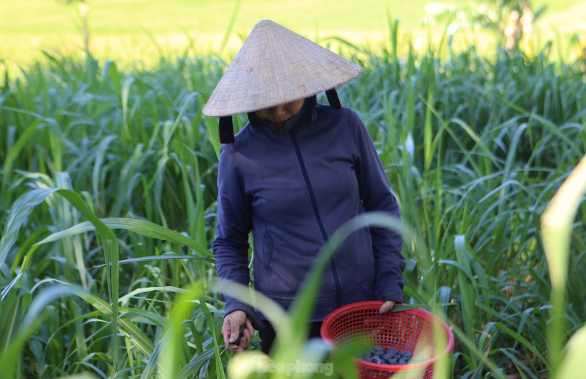 Quả trám hình thoi, khi chín có màu tím thẫm, cùi màu vàng, hạt nhọn hai đầu, nhân hạt trắng ngần. Trám đạt chuẩn, bán được giá phải đạt 100 quả/kg, còn những quả to hơn sẽ bán giá cao hơn.