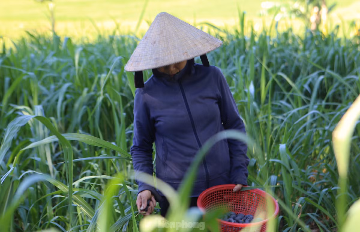 Quả trám hình thoi, khi chín có màu tím thẫm, cùi màu vàng, hạt nhọn hai đầu, nhân hạt trắng ngần. Trám đạt chuẩn, bán được giá phải đạt 100 quả/kg, còn những quả to hơn sẽ bán giá cao hơn.