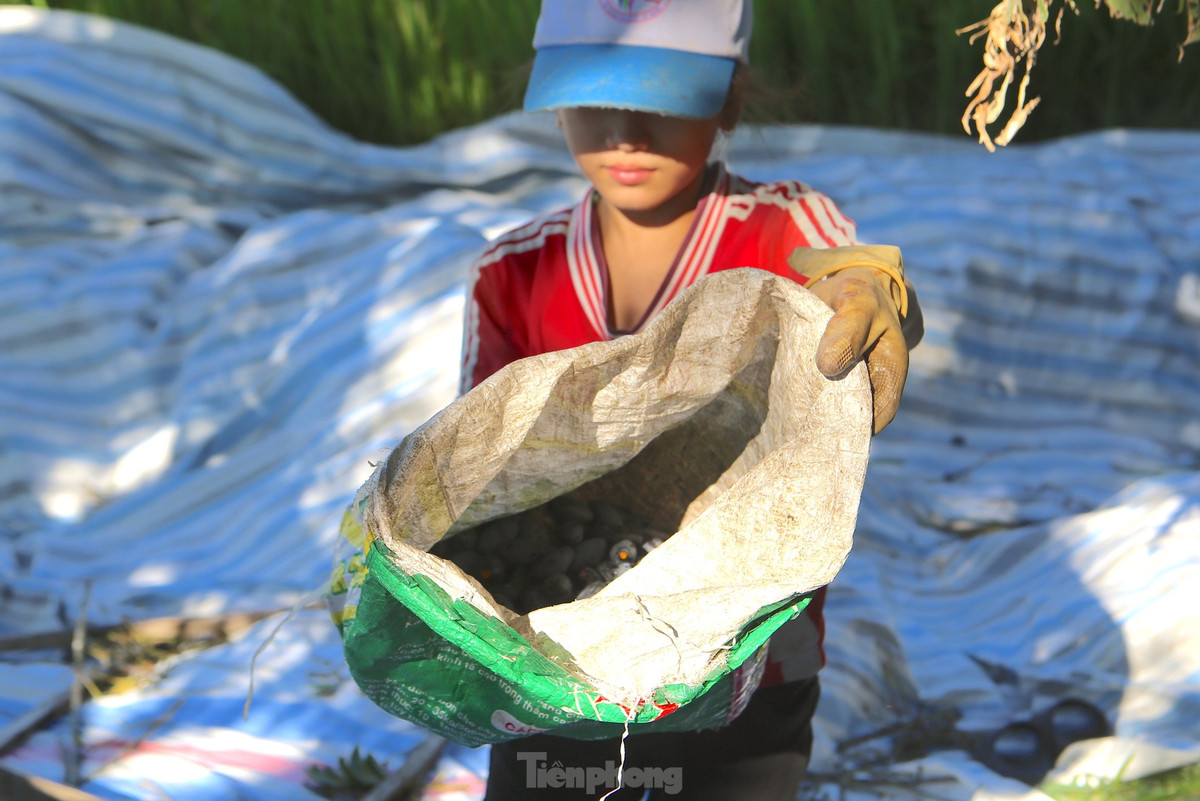 Quả trám được chế biến nhiều món ăn dân dã như: trám kho thịt lợn, trám muối, xôi trám, trám xào nhộng ong...