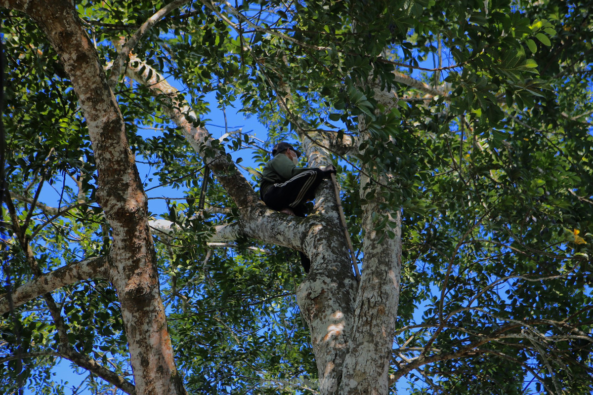 Để hái trám, họ trèo lên các nhành cây, có sử dụng thắt đeo bảo vệ. Dụng cụ hái trám được làm từ cây tre hoặc nứa dài khoảng 10m, phía trên gắn thêm chiếc liềm. Khi trèo đến các cành cây, người hái đưa mắt kỹ nhìn những chùm trám đen che khuất phía sau lá.