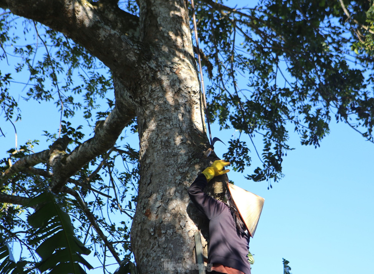 Thời điểm này, các xã ở huyện Hương Sơn đang hối hả vào vụ thu hoạch trám đen, có nhiều hộ gia đình thu hàng chục triệu đồng. Trám đen được trồng nhiều ở các xã Sơn Ninh, Sơn Lâm, Sơn Giang...