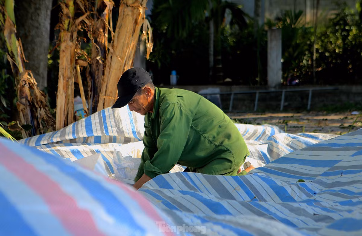 Còn dưới gốc, họ trải từng tấm bạt xung quanh để tránh quả khi rơi xuống bị hỏng. Trên cây có khoảng 2 người đàn ông khoẻ mạnh trèo hái.