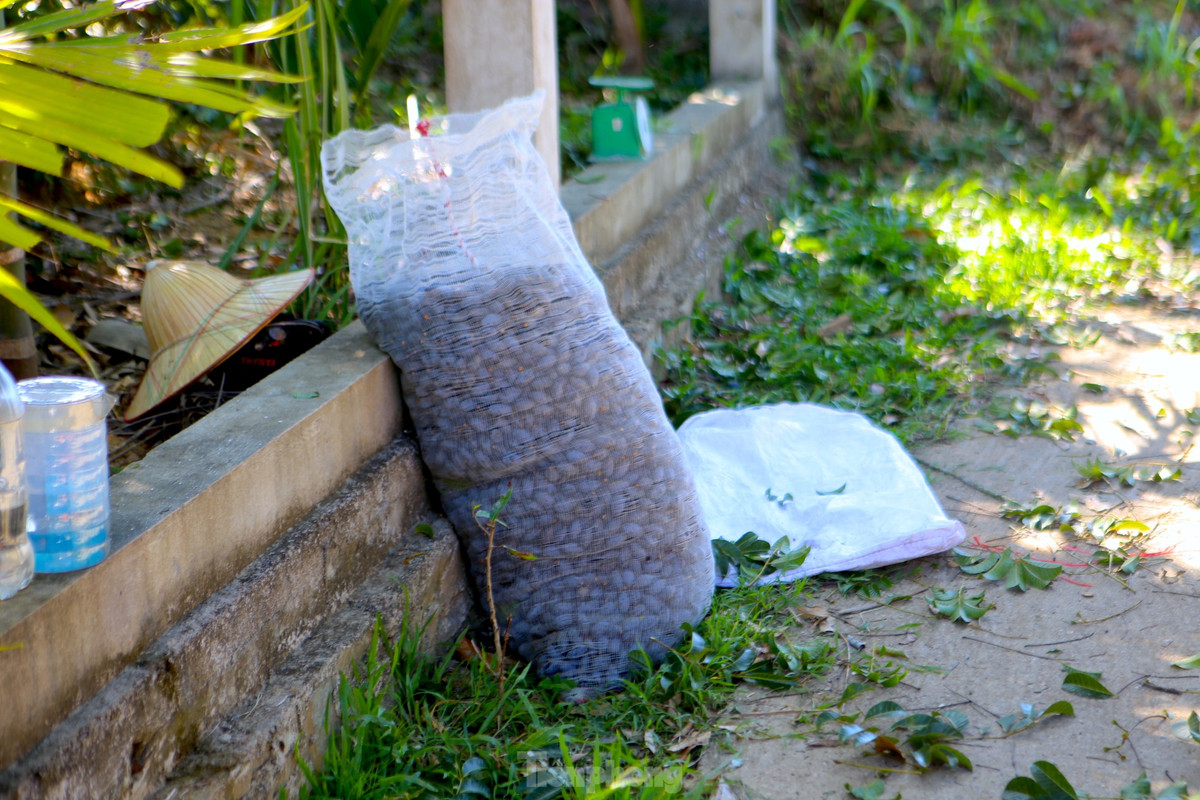 Trám khi hái từ cây xuống sẽ cho vào bao tải để đựng. Vì hái trám sẽ rơi nhiều vị trí nên người nhặt phải "căng" mắt tìm.