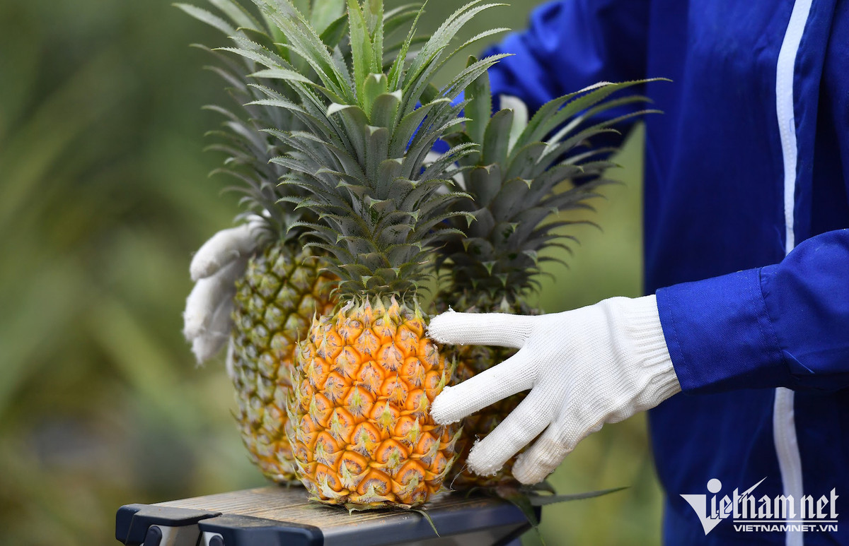 Khach Trung Quoc o at gom mua, xuat khau rau qua thu ve 5 ty USD