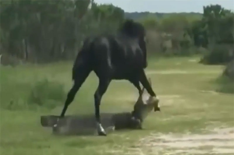 Video: Ngua duc nhan “cai ket” kho tin khi lieu linh da ca sau