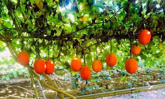 8 cong dung tuyet voi cua qua gac-Hinh-3