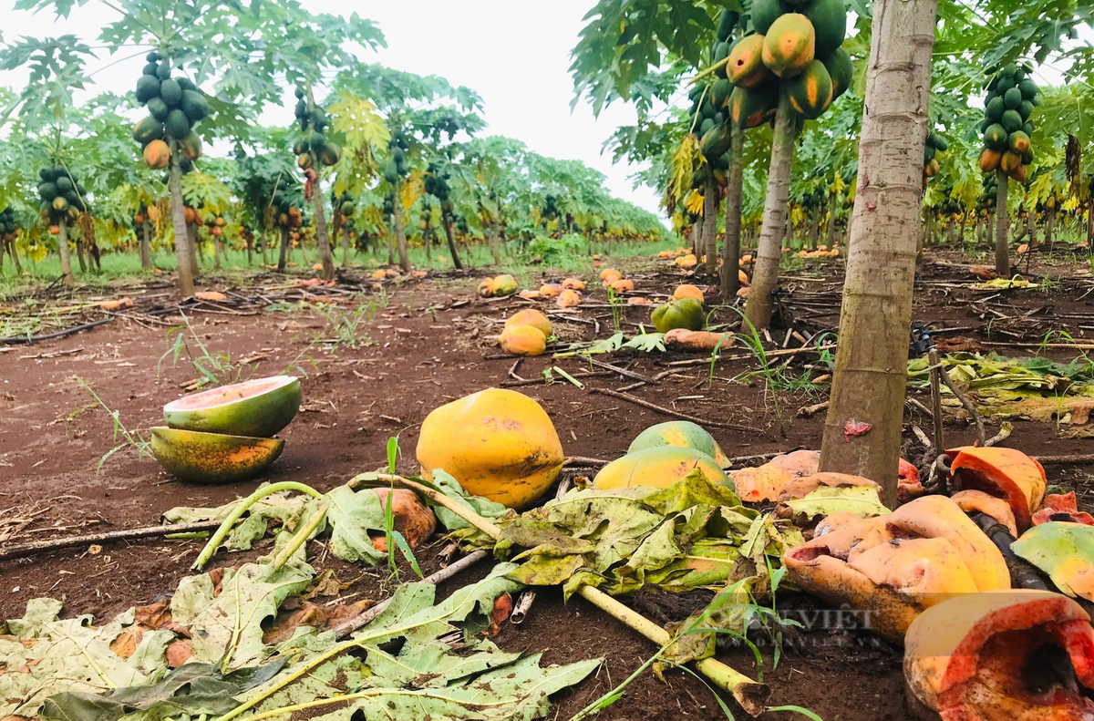 2.000 tan du du chin ruc, rung vang goc o Nghe An