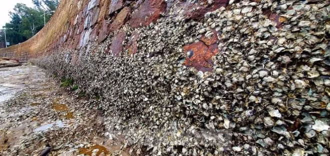 Loai ha bien ky la: An da va thai ra cat