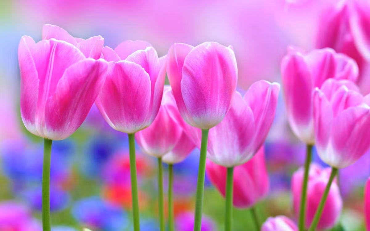 Nguoi sinh vao 5 ngay Am lich nay, thang 10 dat tam cao moi-Hinh-3