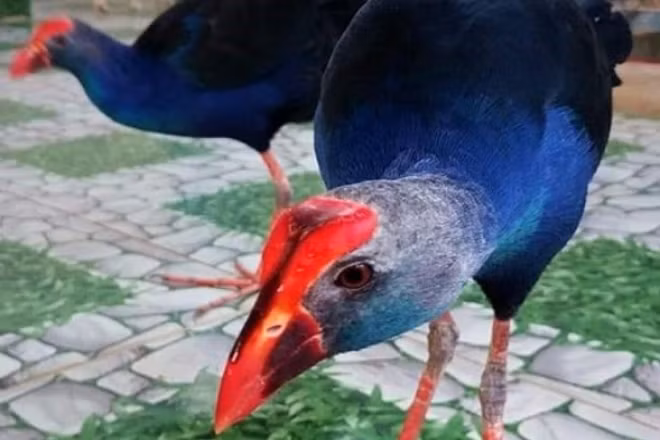 Loai chim hung du, biet trong nha nhu cho, tien trieu mot con