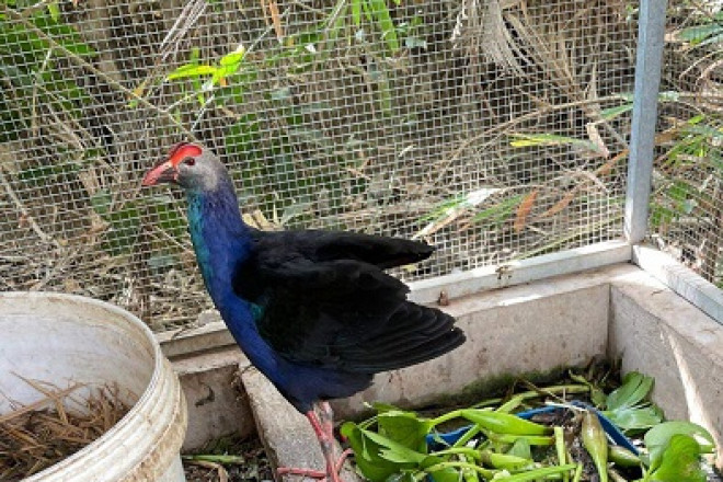 Loai chim hung du, biet trong nha nhu cho, tien trieu mot con-Hinh-4