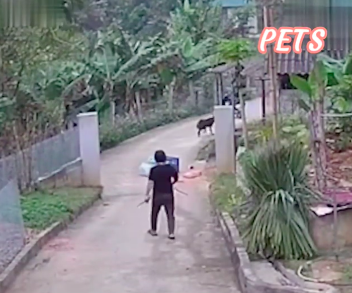 Video: Shipper bỏ của chạy lấy người khi "bóng đen" bất ngờ vụt qua - Hình 3 Video: Shipper bo cua chay lay nguoi khi