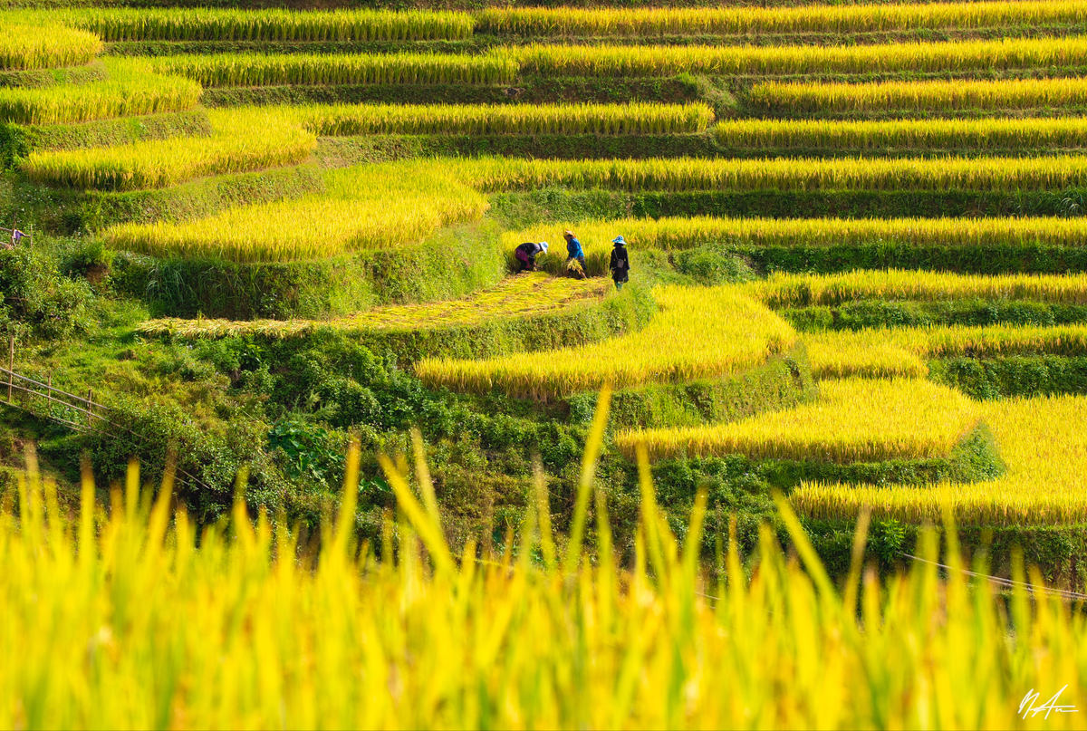 Đây cũng là thời khắc địa điểm này thu hút đông đảo khách du lịch với vẻ đẹp tự nhiên làm mê mẩn lòng người. Du khách được ngắm nhìn quang cảnh lao động hăng say của người dân bản địa (Ảnh: Tuấn Anh).