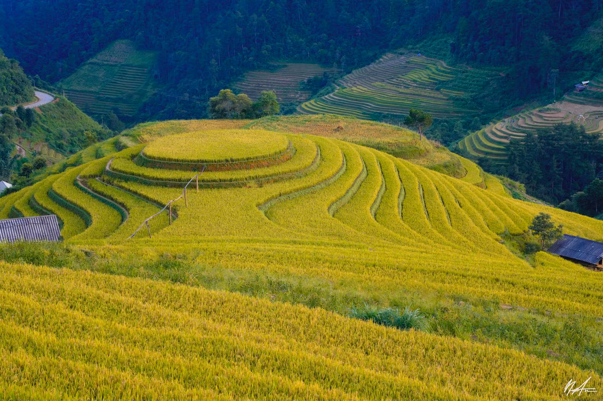 Điểm thu hút khách du lịch nhất là di tích quốc gia đặc biệt ruộng bậc thang Mù Cang Chải, một kiệt tác về nghệ thuật canh tác trên đất dốc. Địa danh này được nhiều tạp chí du lịch trong nước và quốc tế nhận định trở thành một trong những điểm đến rực rỡ nhất thế giới (Ảnh: Tuấn Anh).