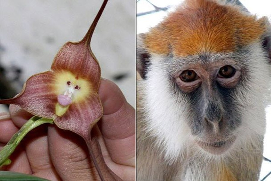 Loài lan có khuôn mặt khỉ có tên khoa học là 'dracula simia' hay còn được gọi là loài hoa phong lan mặt khi. Chúng thường được tìm thấy trong các khu rừng nhiệt đới trên độ cao 2.000 ở Peru và Ecuador.