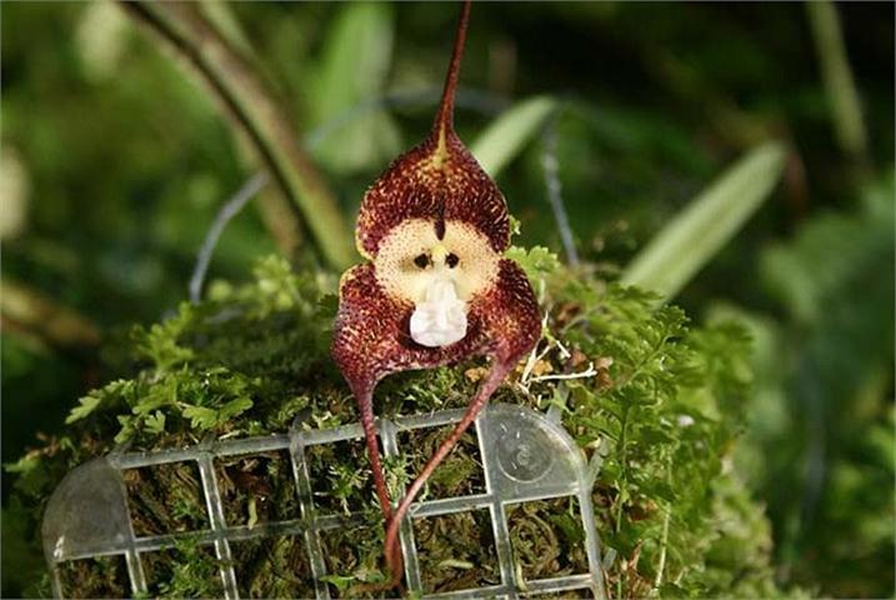 Hoa của chúng có mùi giống với mùi cam chín rất hấp hẫn.