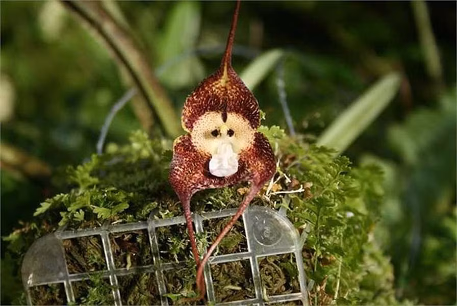 Hoa của chúng có mùi giống với mùi cam chín rất hấp hẫn.