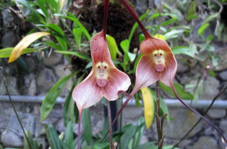 Rất nhiều người không tin về sự tồn tại có thật của hoa này, nhưng phong lan mặt khỉ thực sự tồn tại. Quả thực cuộc sống quanh ta không hề thiếu những bí ẩn nhiệm màu.