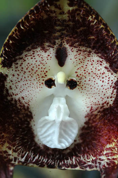 Khi lần đầu nhìn thấy, giới khoa học không khỏi ngỡ ngàng khi nhìn thấy những bông hoa có khuôn mặt khỉ, thậm chí hoa còn mang vẻ đẹp buồn vui như con người.