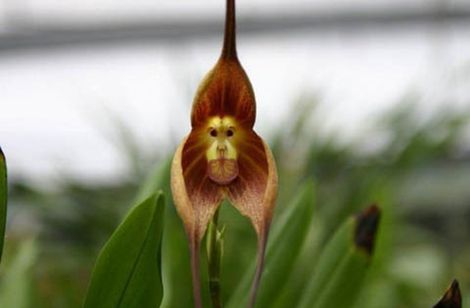 Loài hoa này còn có tên gọi khác là “Khỉ Orchid”. Có lẽ cũng không cần phải giải thích tại sao chúng lại được đặt tên như thế, chỉ cần nhìn là đã hiểu.