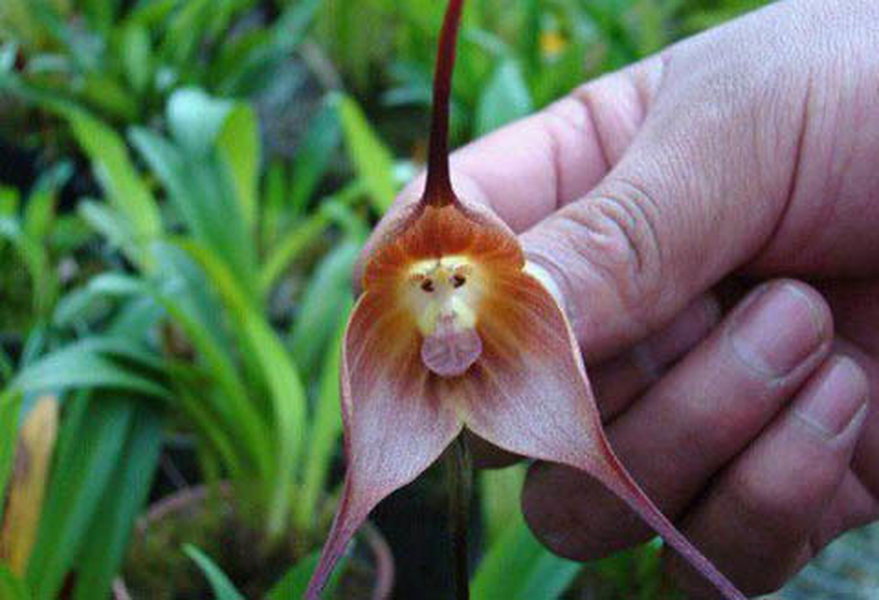 Những người sở hữu loài lan này phải cực kỳ kiên nhẫn và tận tâm, đồng thời cũng phải rất hiểu biết về điều kiện sinh tồn của chúng.