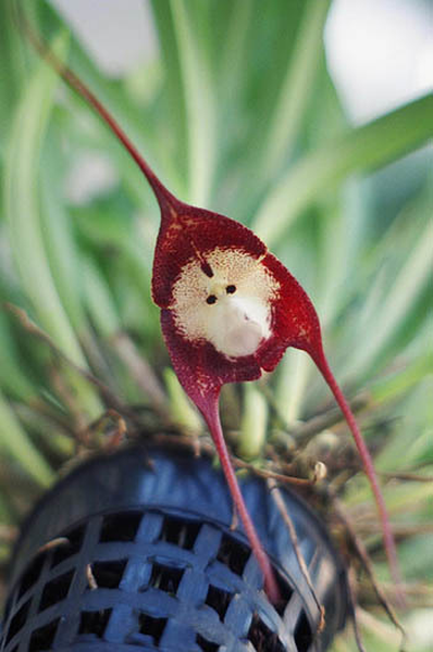 Hiện nay người ta cũng đã bắt đầu trồng thử nghiệm những giò lan kỳ thú này, tuy nhiên tỷ lệ thành công rất thấp.