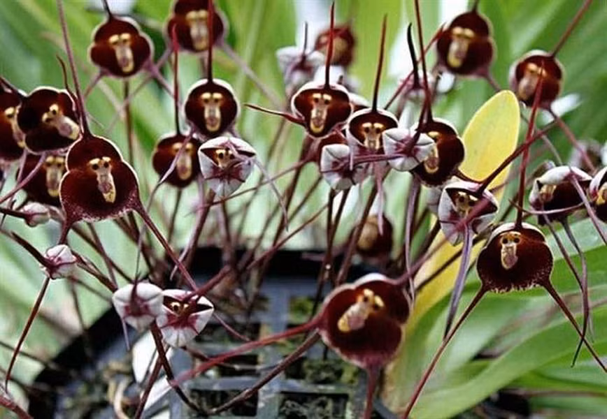 Những bông hoa phong lan, chúng giống như những khuôn mặt khỉ nhỏ đang nhìn chằm chằm và điều đáng ngạc nhiên là một khuôn mặt đều khác nhau và dường như chúng có tính cách riêng như buồn, vui.