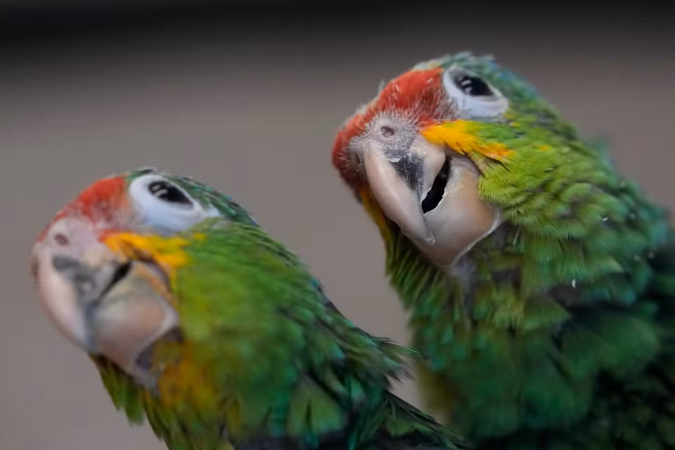 Doi mat an tu 20 nam vi 