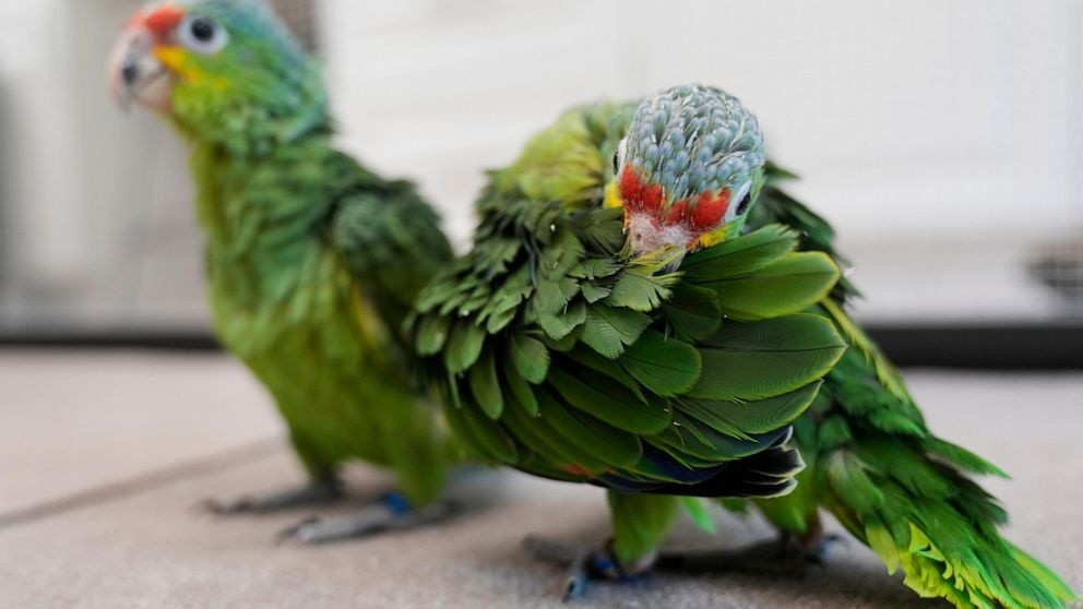 Doi mat an tu 20 nam vi 