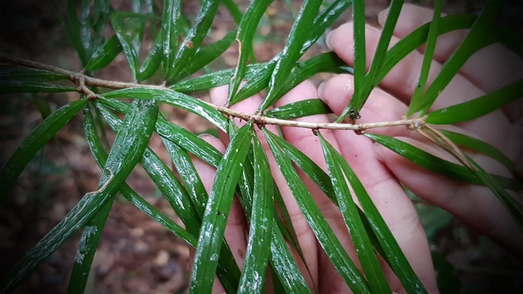 Cây rất quý hiếm và chỉ có duy nhất ở Việt Nam nên được sự quan tâm của rất nhiều nhà khoa học trong và ngoài nước.