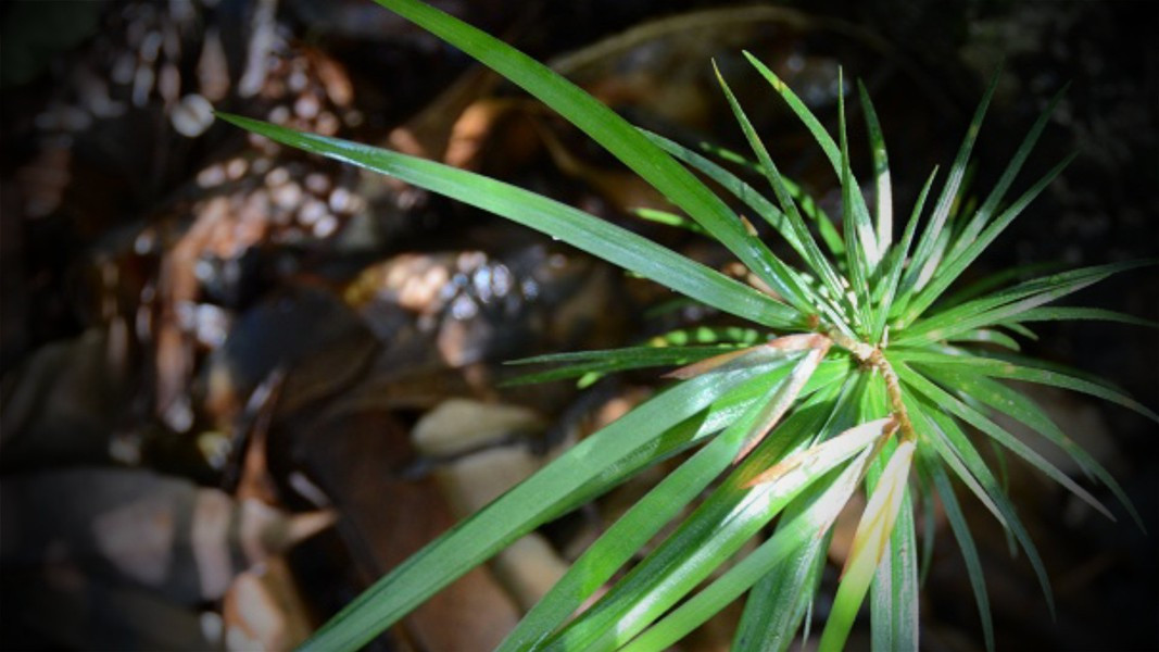 Cây có nguồn gen quý, hiếm với lá hình dải mác chứ không hình kim như các loài thông khá.
