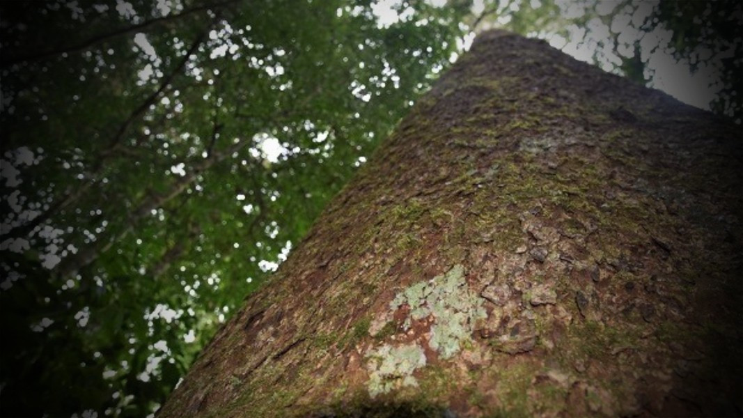 Thông hai lá dẹt sinh trưởng rất chậm, tăng trưởng về đường kính chỉ đạt khoảng 1mm/năm, nếu cây có đường kính khoảng 2m thì tuổi cây ước tính đến cả nghìn năm tuổi.