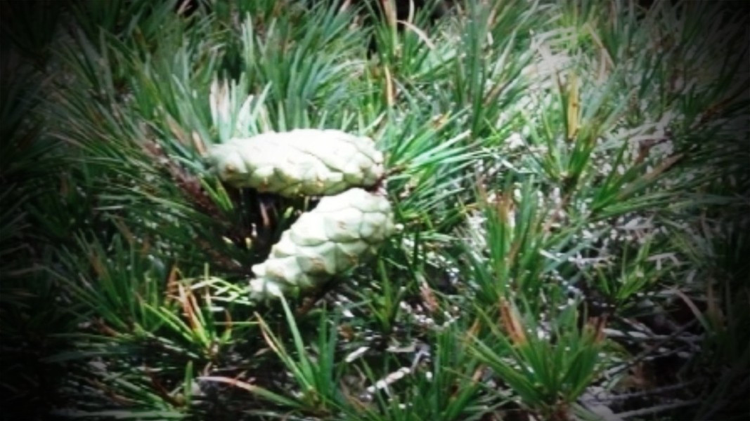 Thông hai lá dẹt được ghi nhận tại tiểu khu 75 và 61, khu vực Lán Tranh, xã Đưng K’nớ, huyện Lạc Dương và vùng rừng nguyên sinh giáp ranh giữa tỉnh Lâm Đồng với Khánh Hòa.