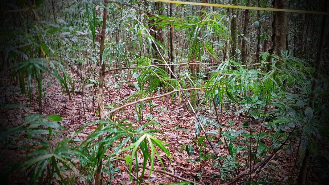 Theo Sách đỏ Việt Nam, thông hai lá dẹt được xếp vào cấp 5 có thể bị đe dọa tuyệt chủng.