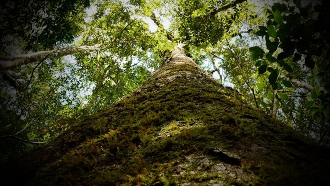 Gỗ thông hai lá dẹt mềm, ít nhựa, màu từ trắng đến vàng nhạt.