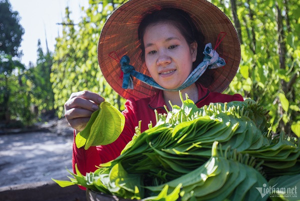 ây trầu có đặc tính sinh trưởng nhanh, dễ trồng, đặc biệt chỉ ưa các loại phân hữu cơ, phân rơm, chuồng… Lá được chăm sóc tốt có màu xanh óng vàng bắt mắt, có vị cay nồng tự nhiên. Trung bình mỗi 1.000m2 đất trồng được khoảng 1.000 nọc trầu. Khi lá trầu đủ lớn, người dân sẽ thu hoạch 3 lần/tháng với giá khoảng 8.000 đồng/ốp trầu xanh; 6-7.000 đồng/ốp trầu vàng (mỗi ốp trầu có 40 lá trầu), tổng thu nhập khoảng 100 triệu đồng/hộ/năm.