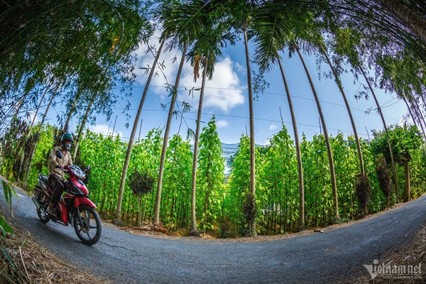 ỉnh Hậu Giang đang triển khai đề án phát triển làng nghề trồng trầu xã Vị Thủy gắn với phát triển du lịch, xem đây như loại hình sản xuất độc đáo, hiếm có ở miền Tây.