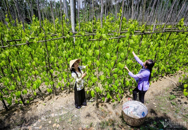 uốt những năm qua, người dân xã Vị Thủy chú trọng duy trì và phát triển trồng trầu tại địa phương, xem đây là một trong số những ngành nghề nông nghiệp truyền thống, đặc trưng.