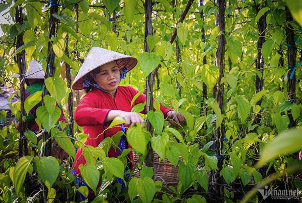 ố lượng người dân quê tham gia nghề ngày một nhiều, diện tích trồng trầu vì thế cũng tăng lên theo cấp số cộng.