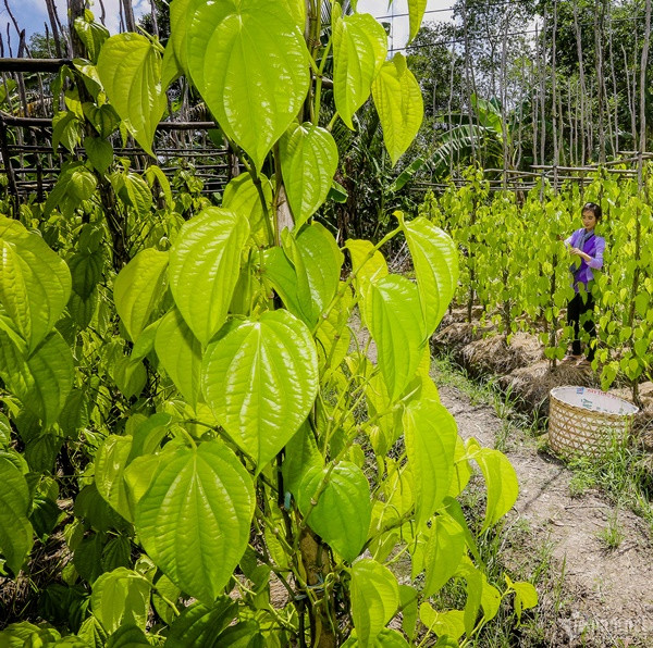 heo người dân, sở dĩ trầu được trồng nhiều ở Vị Thủy vì điều kiện thổ nhưỡng khá phù hợp với đặc tính sinh trưởng, phát triển.