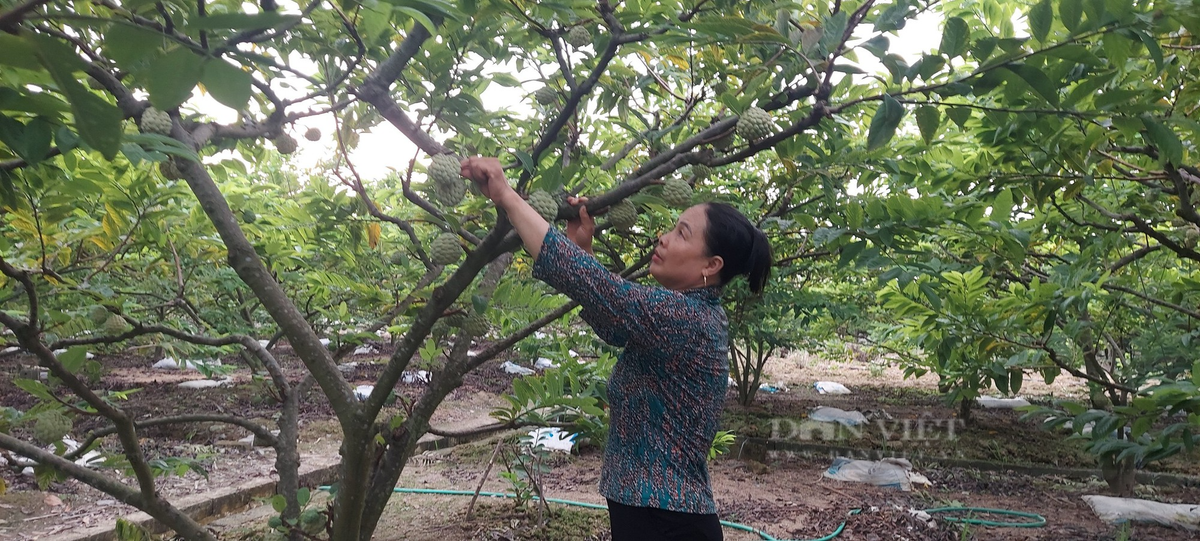 Na bo xua bi che, nay o mot noi cua Hai Phong hoa dac san-Hinh-3
